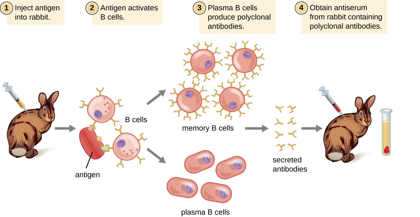 b cell activation and antibody production ppt